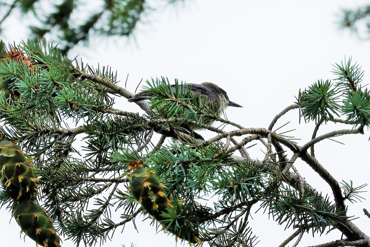 Pygmy Nuthatch - ML639236632