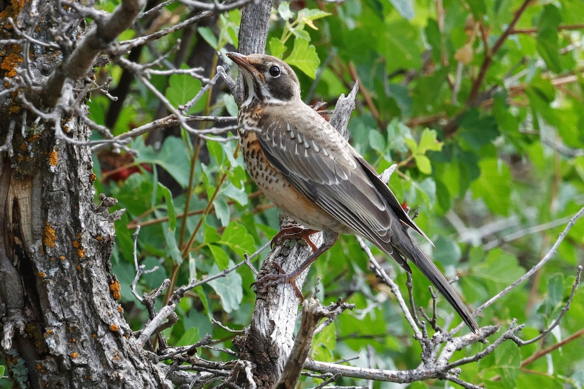 American Robin - ML639236637