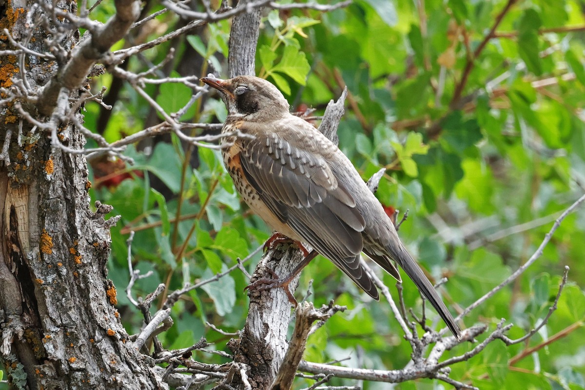 American Robin - ML639236638