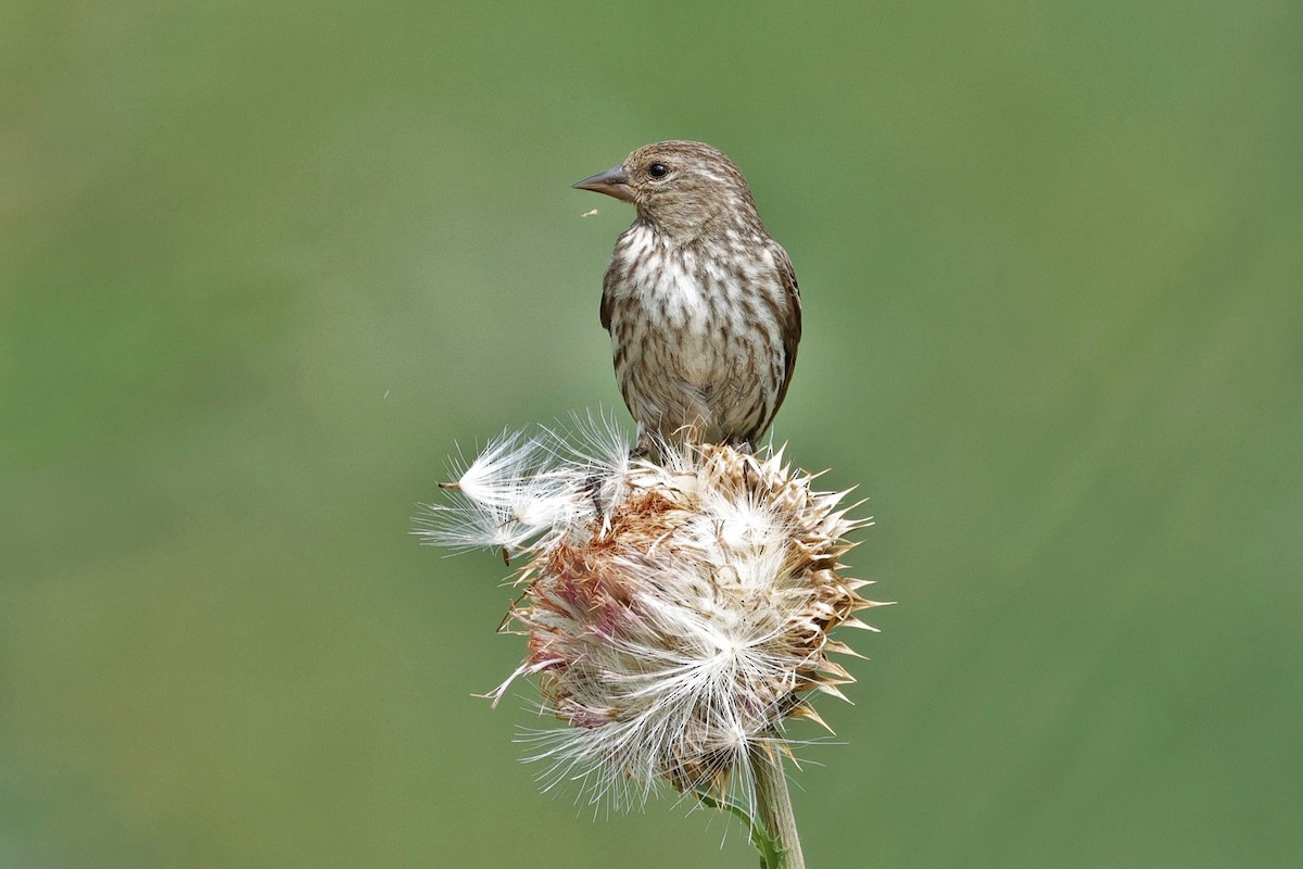 Pine Siskin - ML639236639