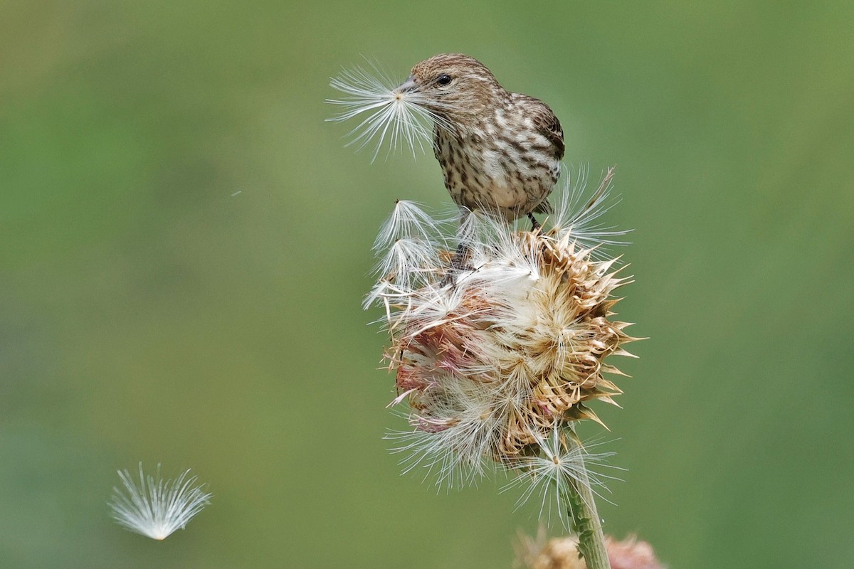 Pine Siskin - ML639236640