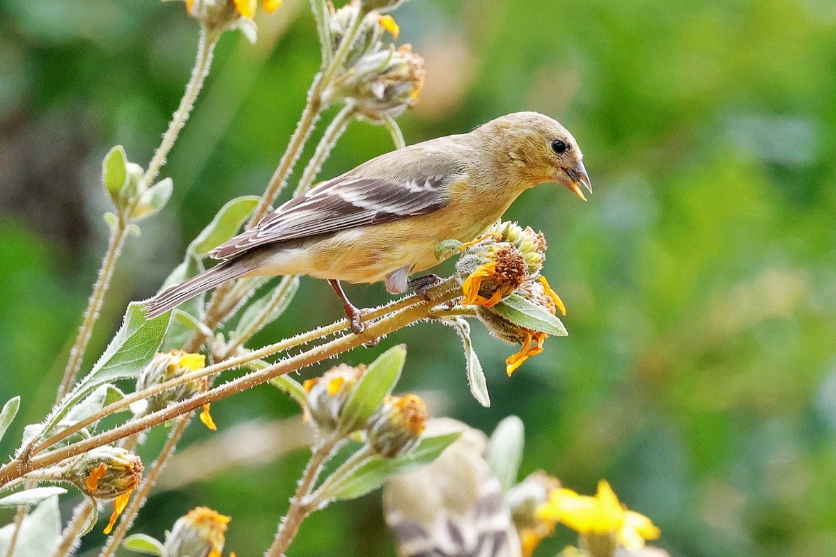 Lesser Goldfinch - ML639236644