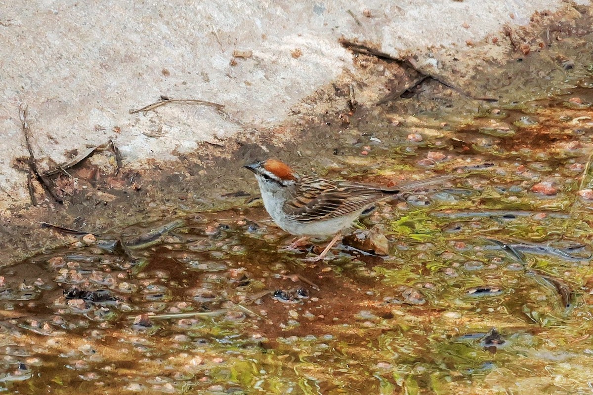 Chipping Sparrow - ML639236658