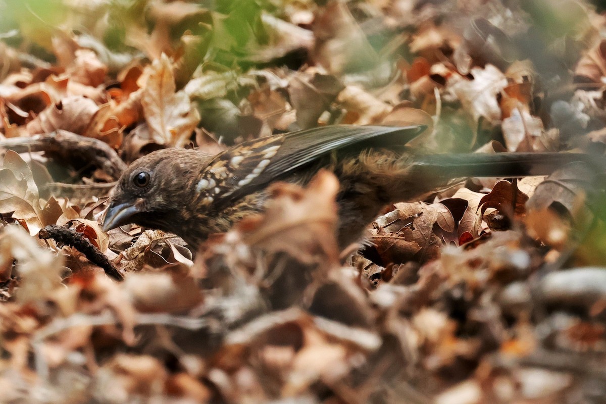 Spotted Towhee - ML639236703