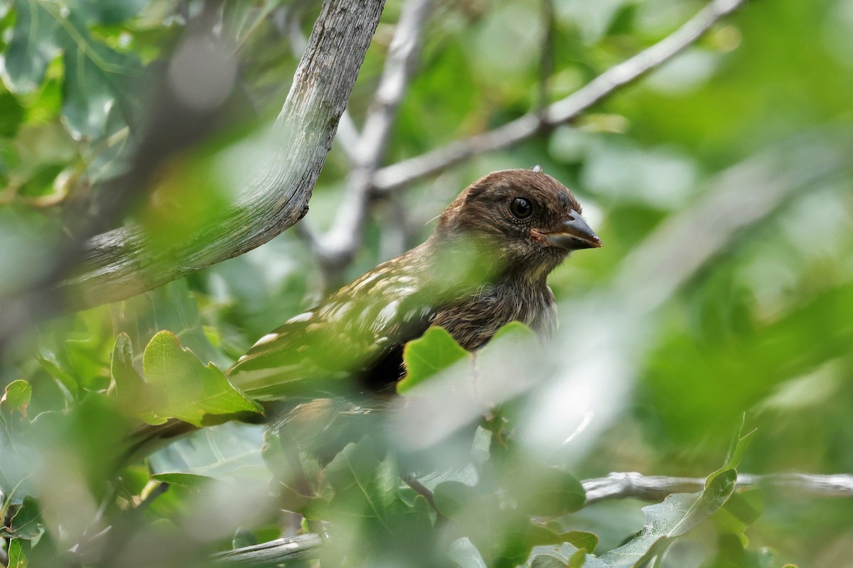 Spotted Towhee - ML639236704