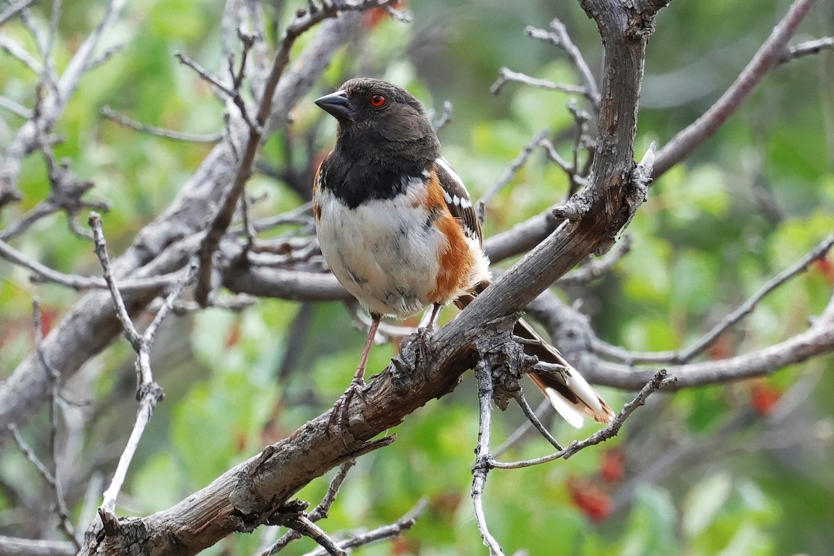 Spotted Towhee - ML639236705