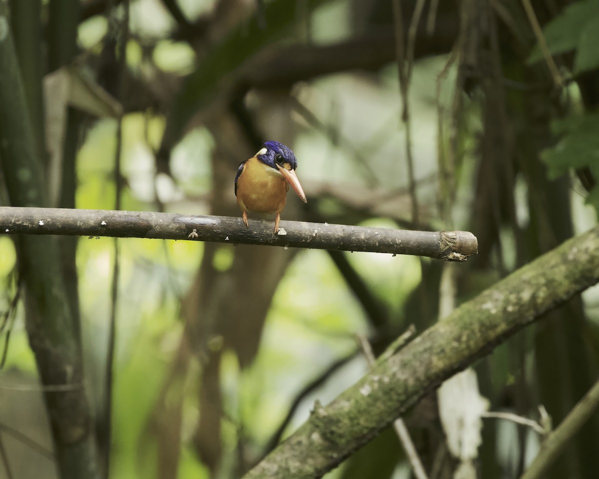 Moluccan Dwarf-Kingfisher (North Moluccan) - ML639236766