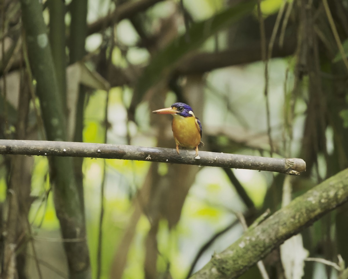 Moluccan Dwarf-Kingfisher (North Moluccan) - ML639236767