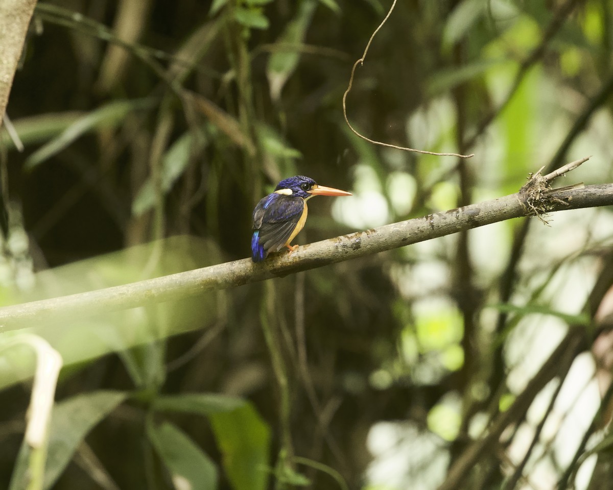 Moluccan Dwarf-Kingfisher (North Moluccan) - ML639236768