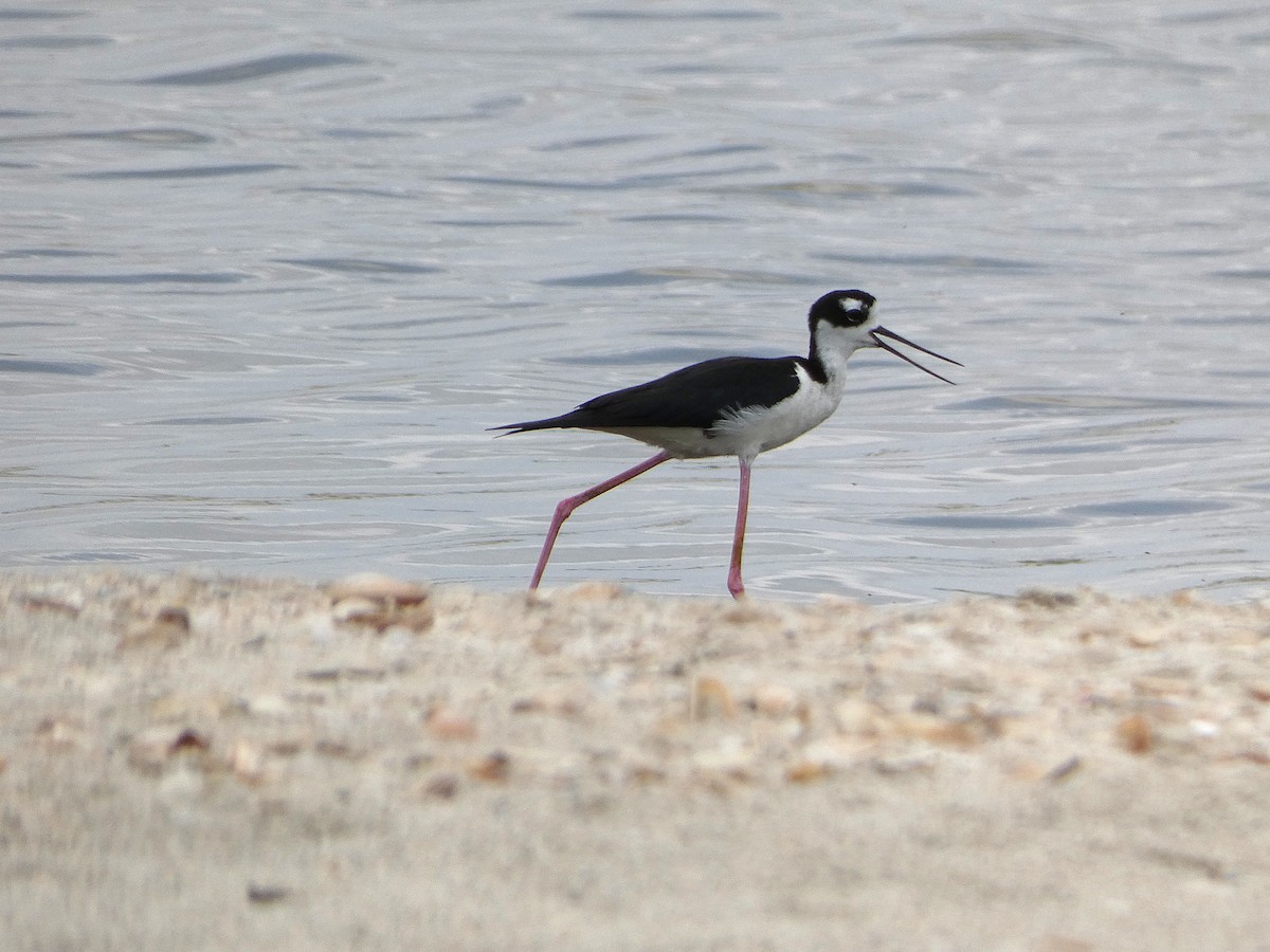 Black-necked Stilt - ML639236787