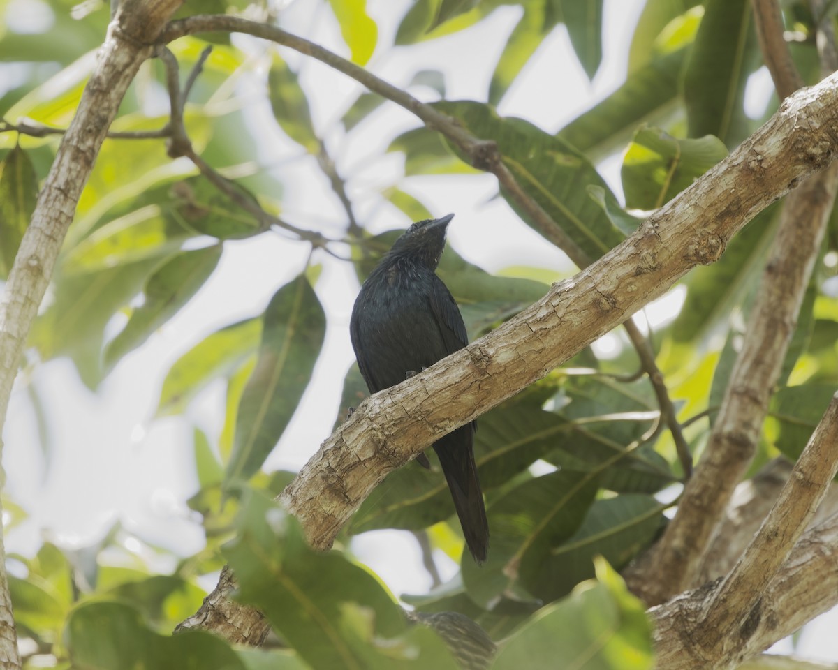 Moluccan Starling - ML639236790