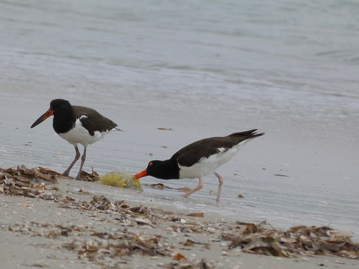 American Oystercatcher - ML639236801
