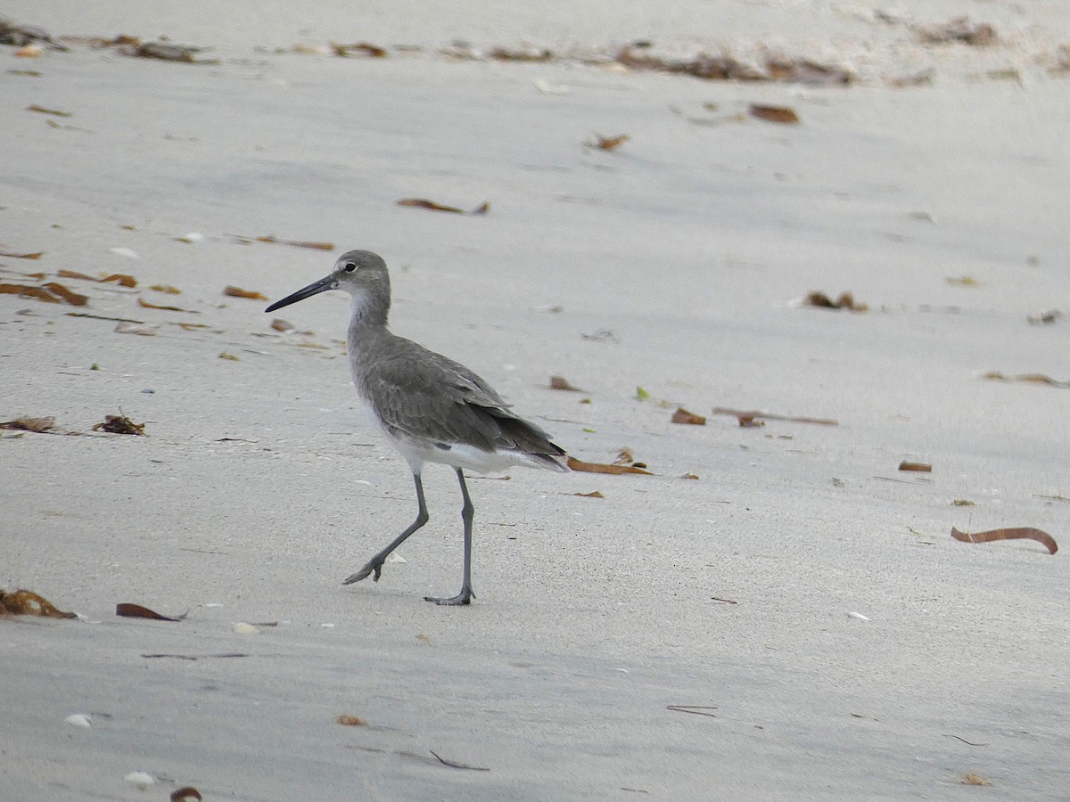 Willet - ML639236877