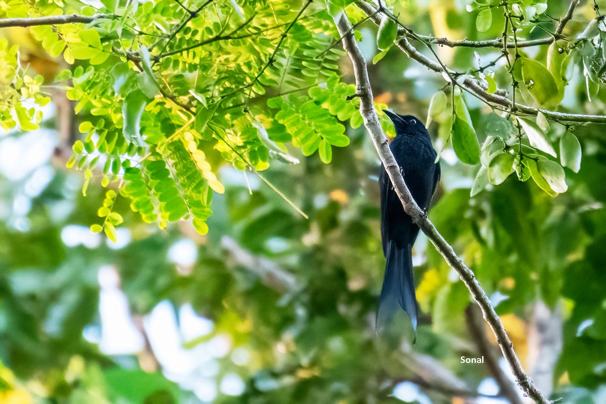 アンダマンオウチュウ - ML639236965