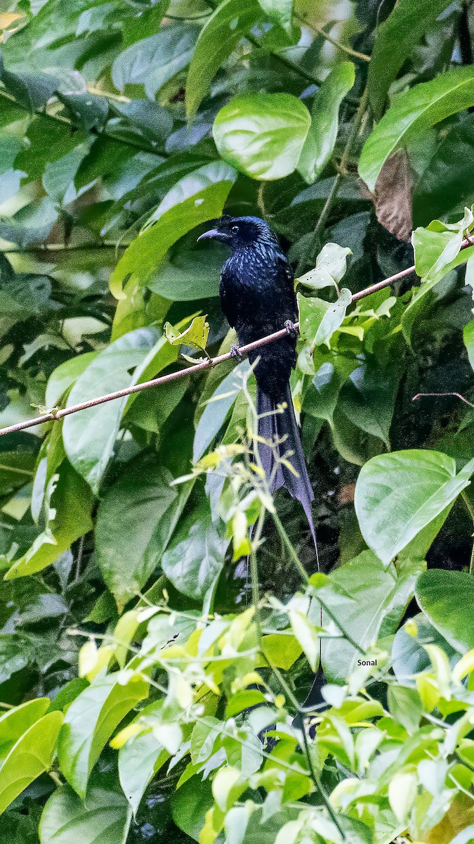 カザリオウチュウ - ML639237006