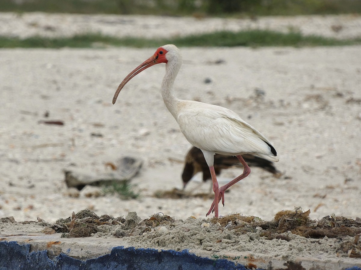 White Ibis - ML639237034