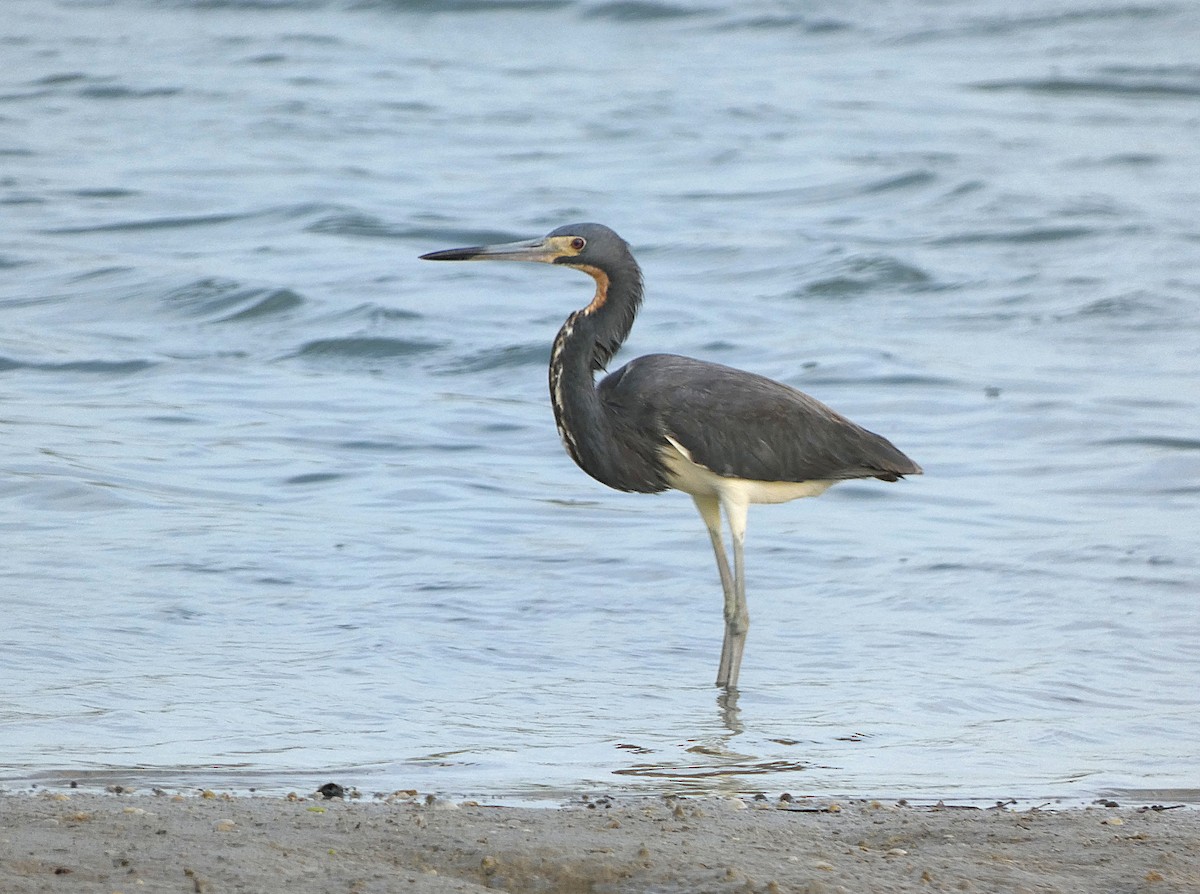 Tricolored Heron - ML639237085