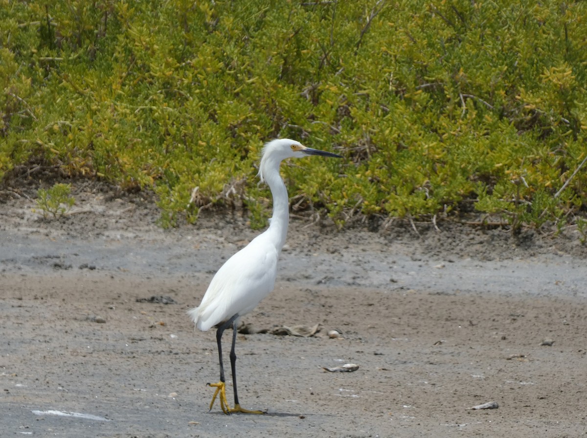 Snowy Egret - ML639237110