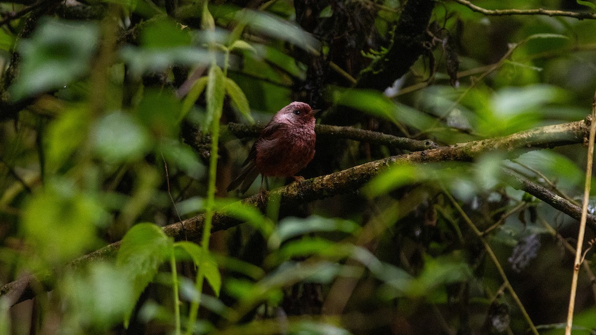 Pink-headed Warbler - ML639237142