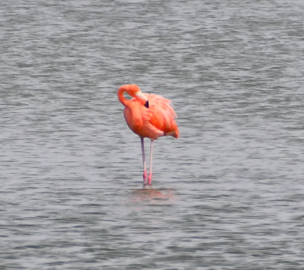 American Flamingo - ML639237150