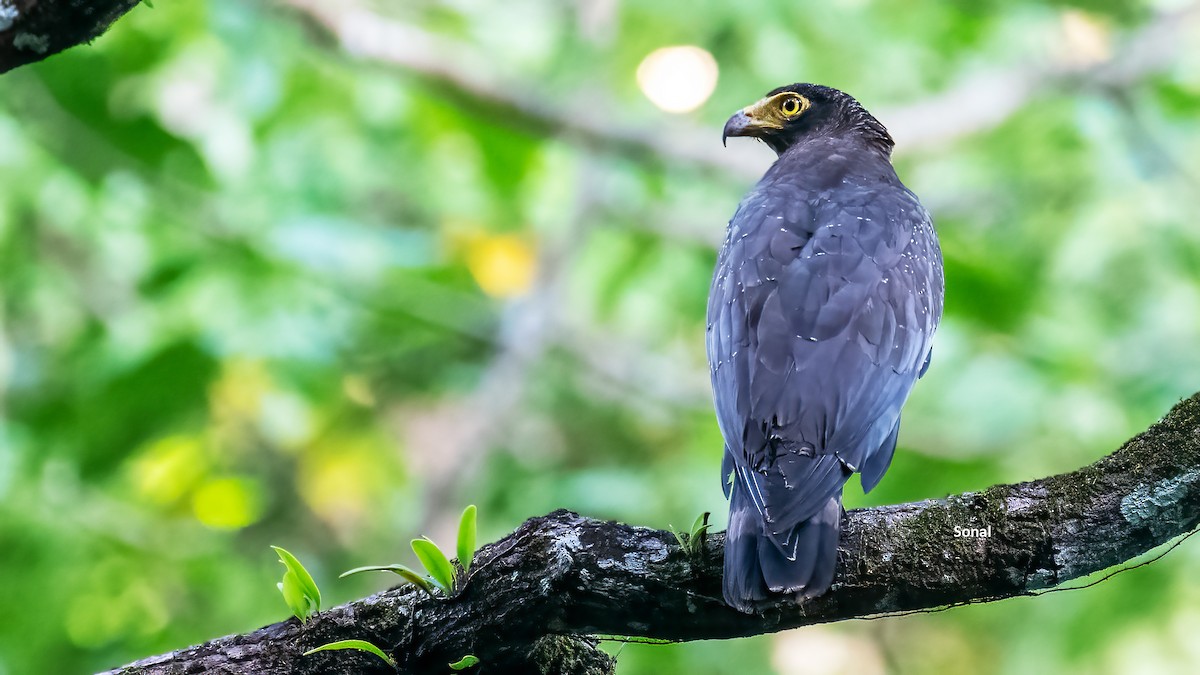 アンダマンカンムリワシ - ML639237151