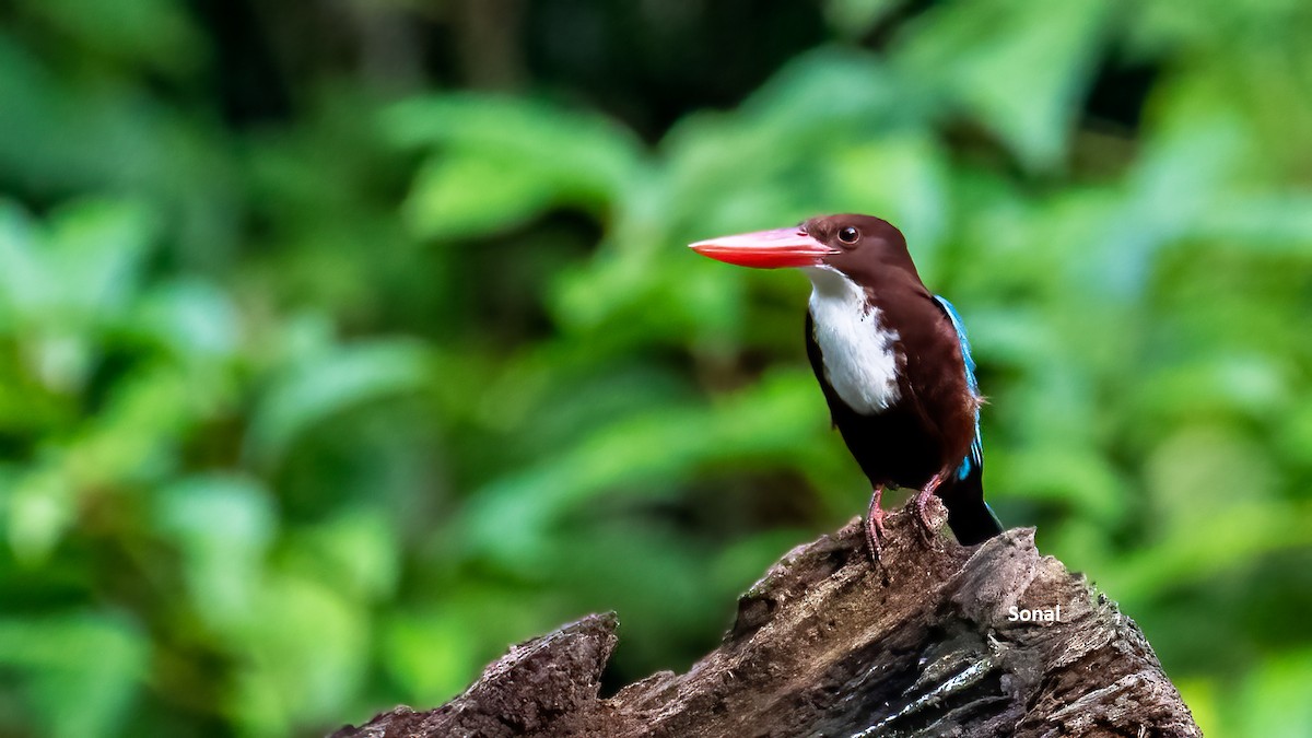 アオショウビン - ML639237160