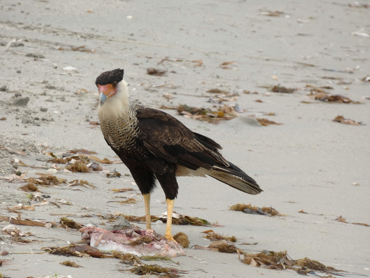 Crested Caracara - ML639237162