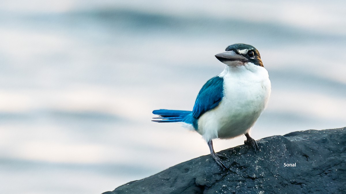 ナンヨウショウビン - ML639237167