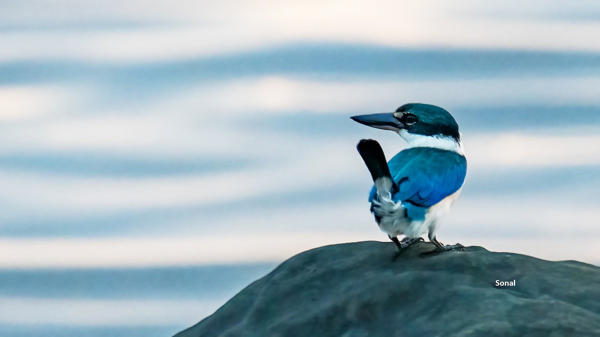 ナンヨウショウビン - ML639237176