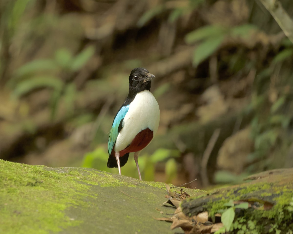 Ivory-breasted Pitta (Ivory-breasted) - ML639237256