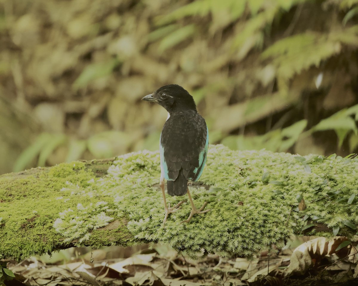 Ivory-breasted Pitta (Ivory-breasted) - ML639237258
