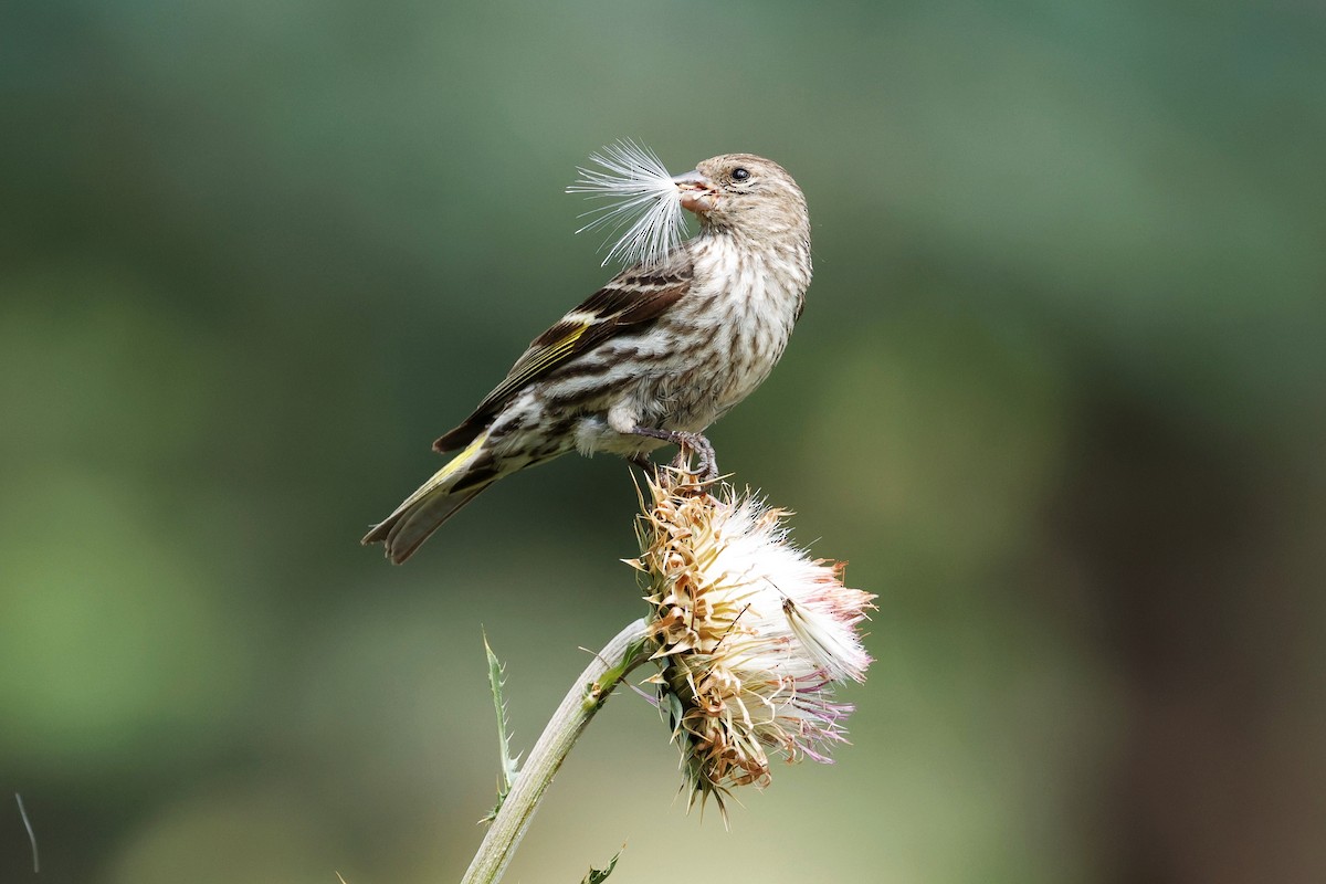 Pine Siskin - ML639237259