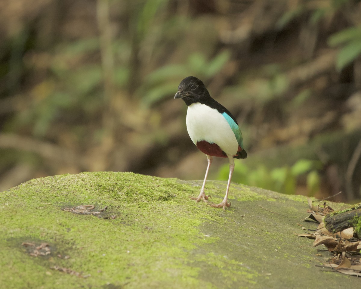 Ivory-breasted Pitta (Ivory-breasted) - ML639237260