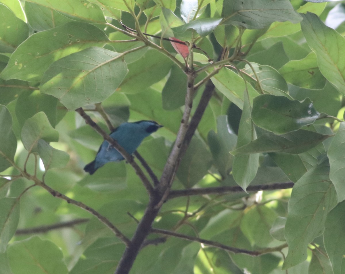 Turquoise Dacnis - ML639237428