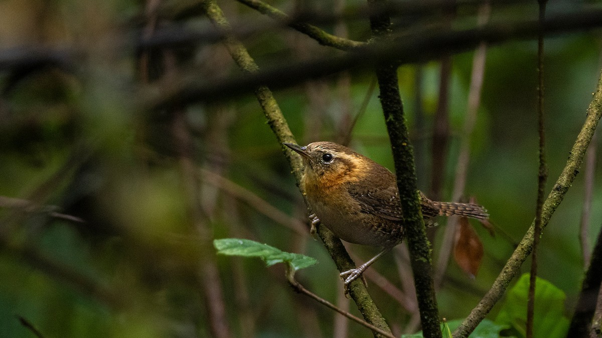 Rufous-browed Wren - ML639237433