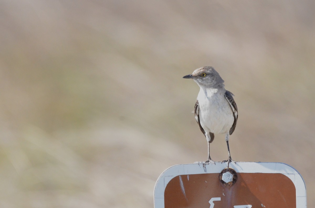 Northern Mockingbird - ML639237521