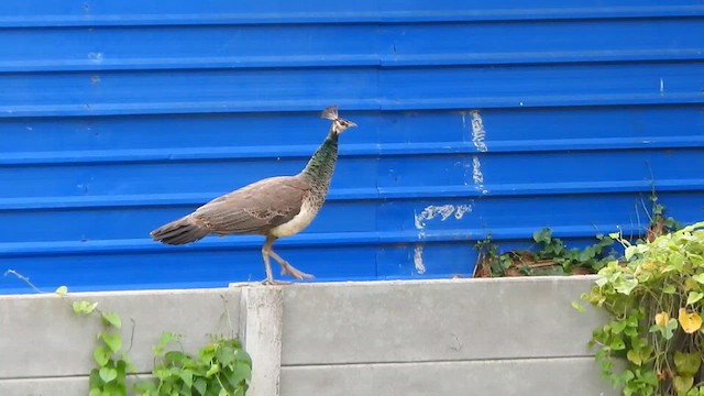 Indian Peafowl - ML639237533