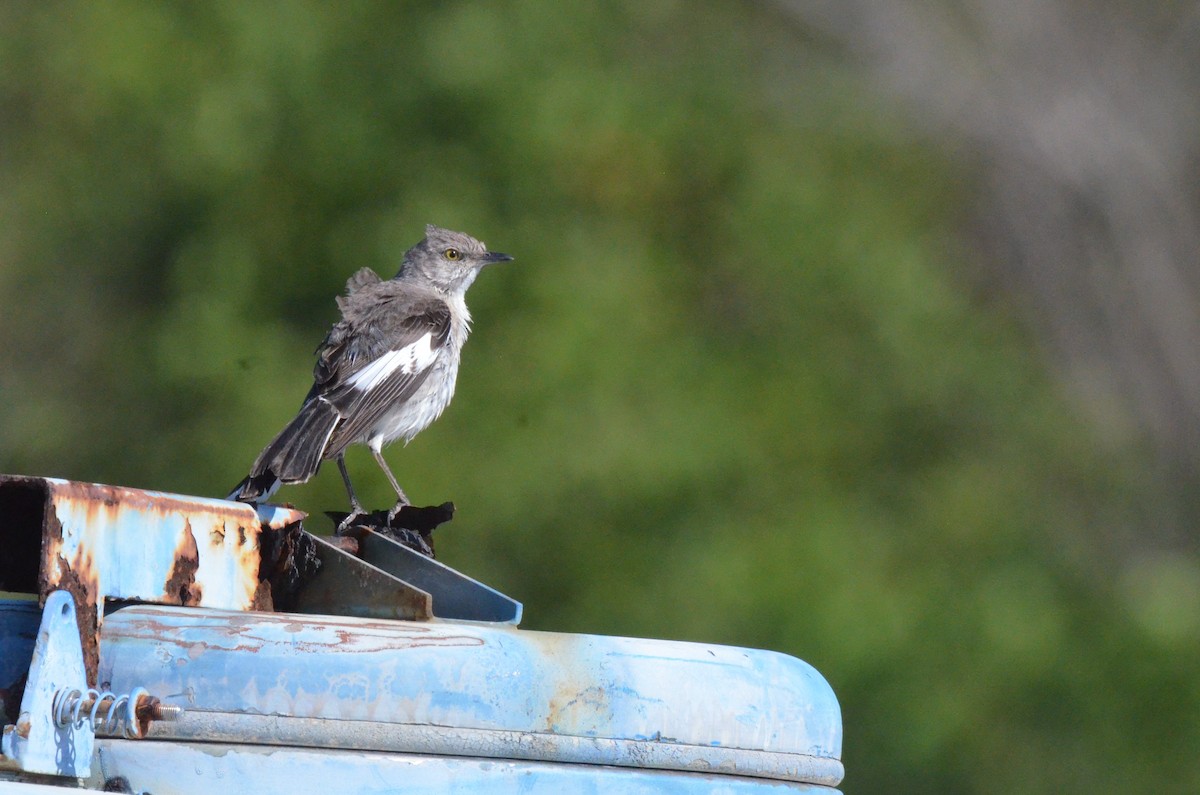 Northern Mockingbird - ML639237540