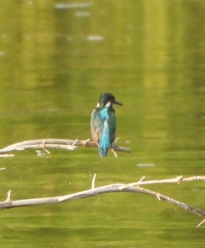 Номин шогшир - ML639237911