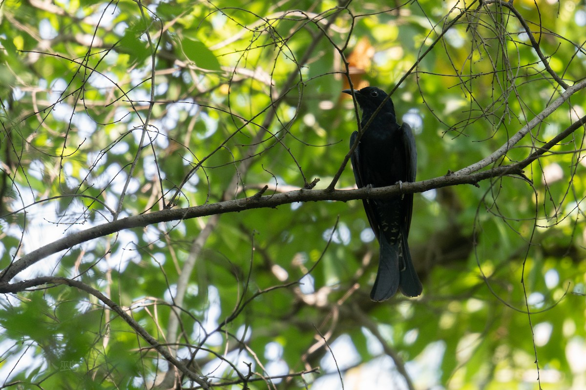 Square-tailed Drongo-Cuckoo - ML639237998