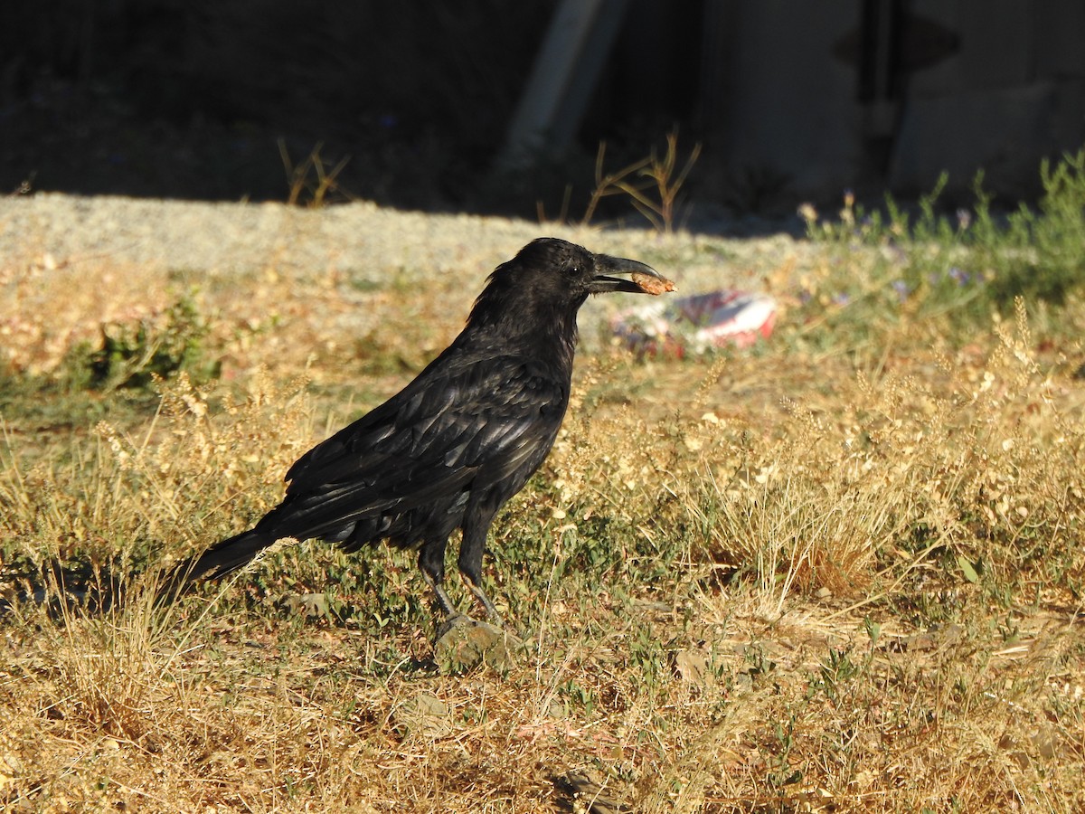 ravn - ML639238001