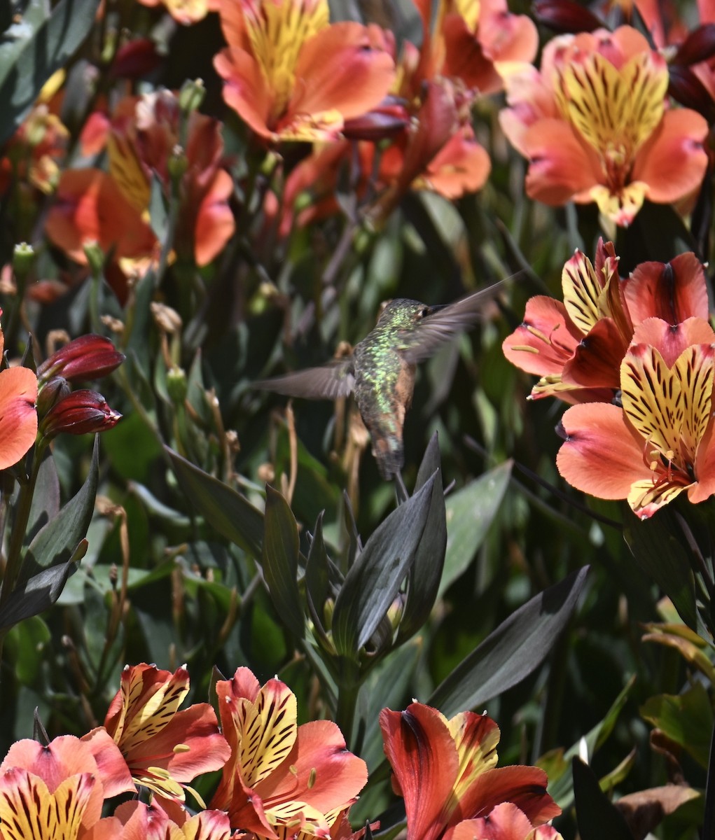 Allen's Hummingbird - ML639238014