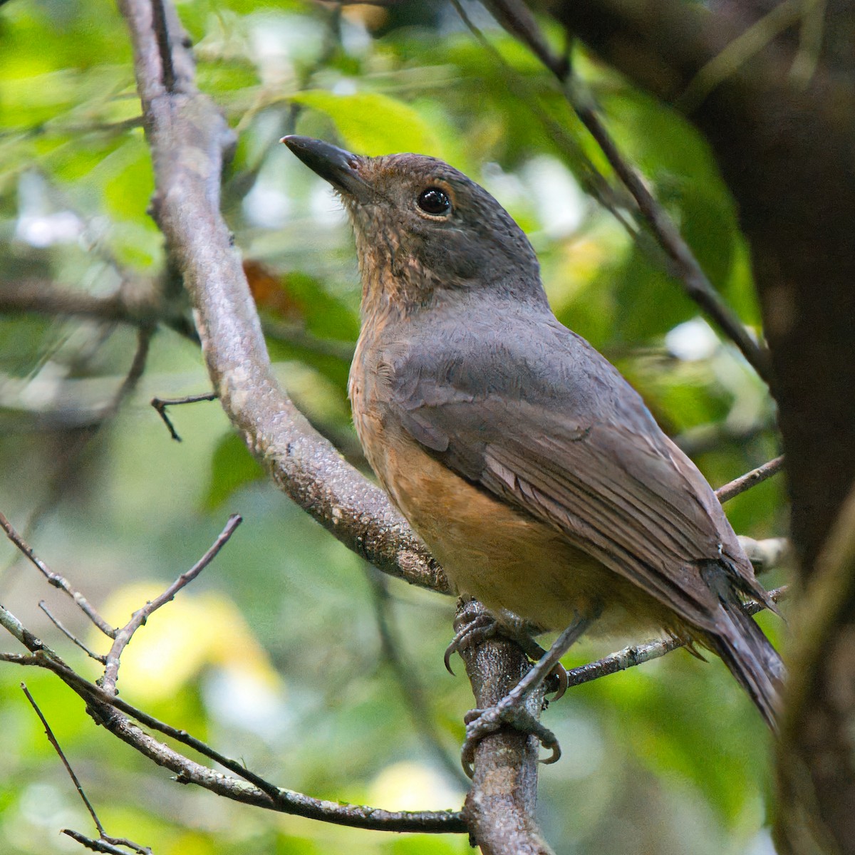 Bower's Shrikethrush - ML639238115