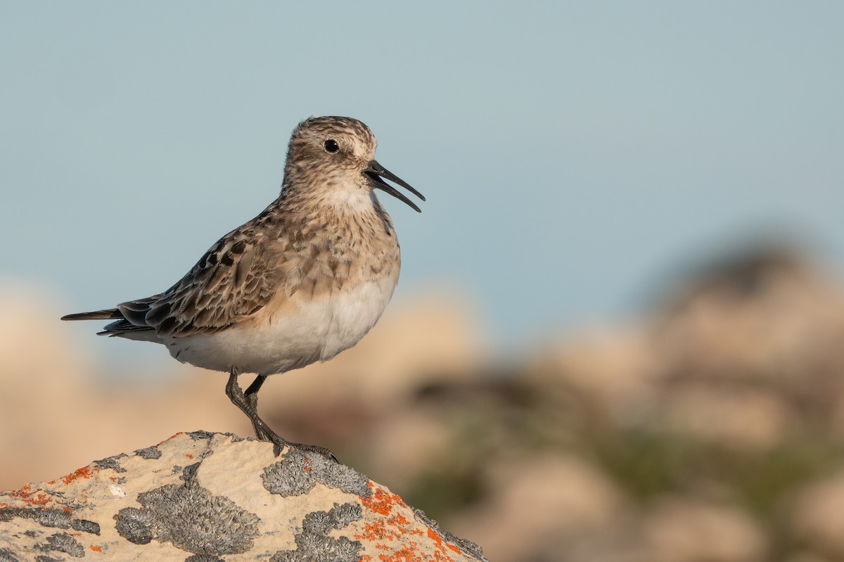 Baird's Sandpiper - ML639238186