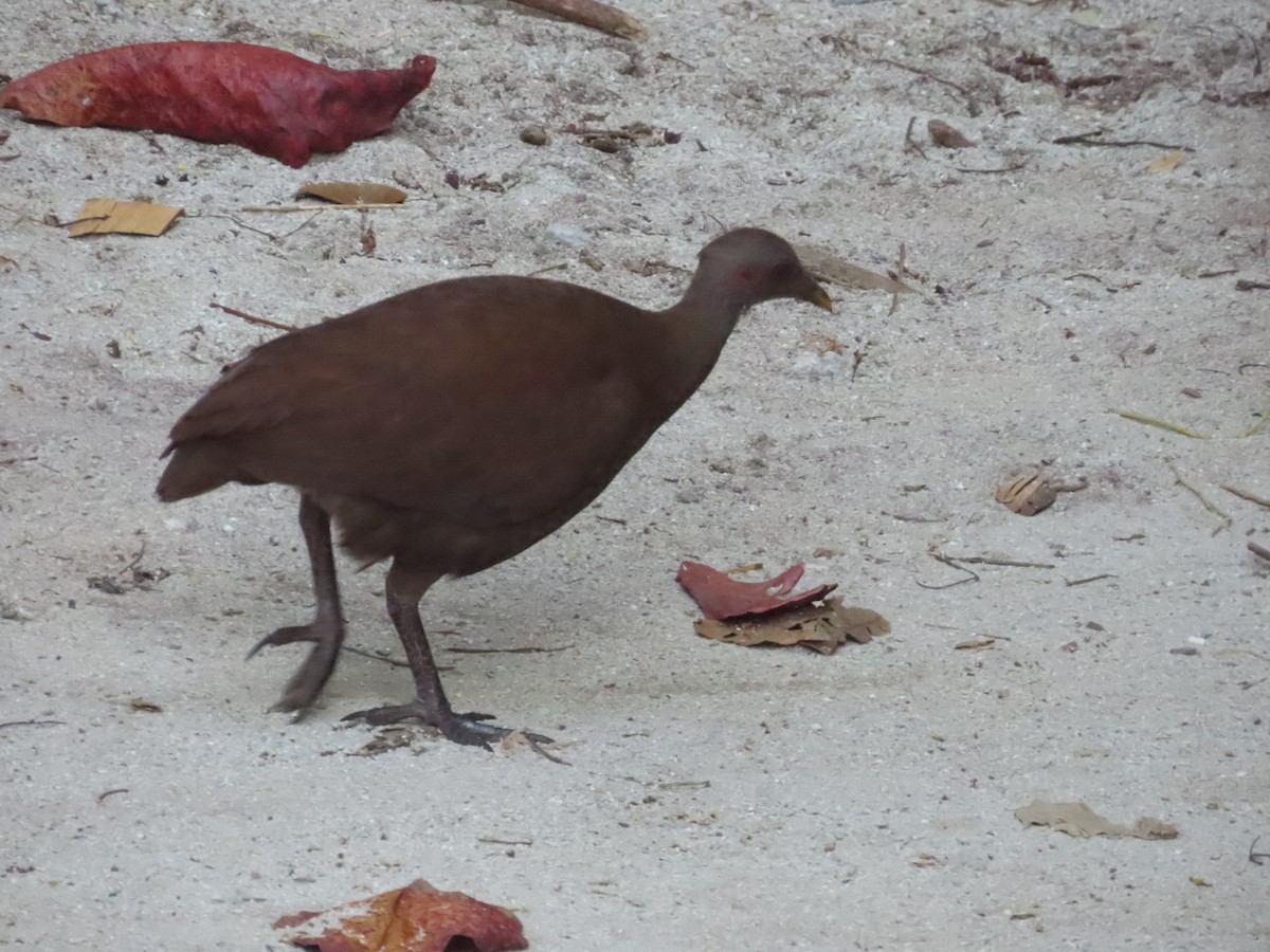 Philippinen-Großfußhuhn - ML639238196