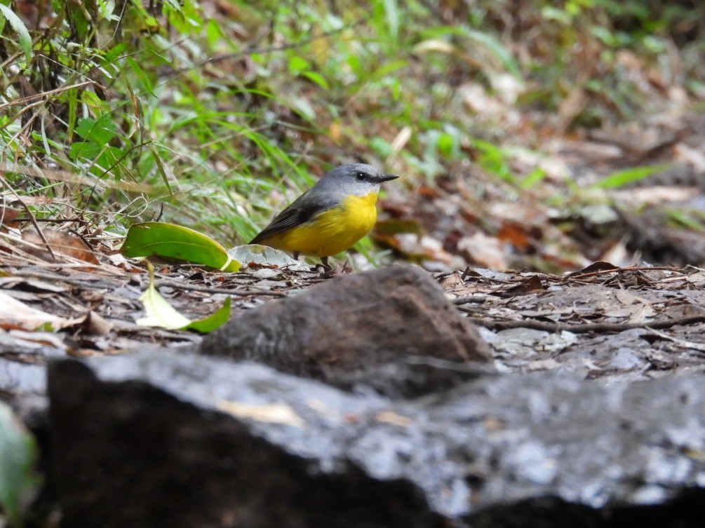 Miro à poitrine jaune - ML639238453