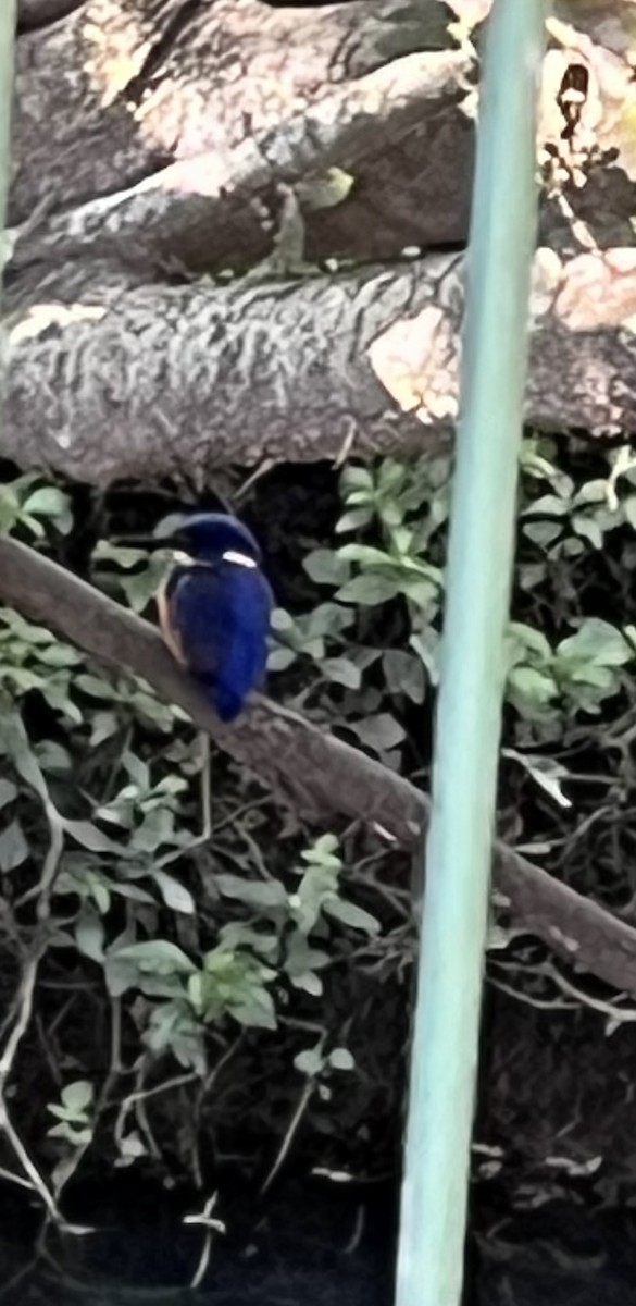 Azure Kingfisher - ML639238505