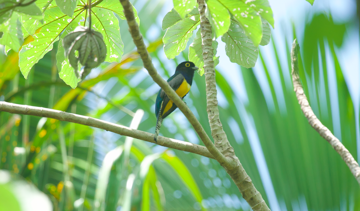 trogon podvazkový - ML639238632
