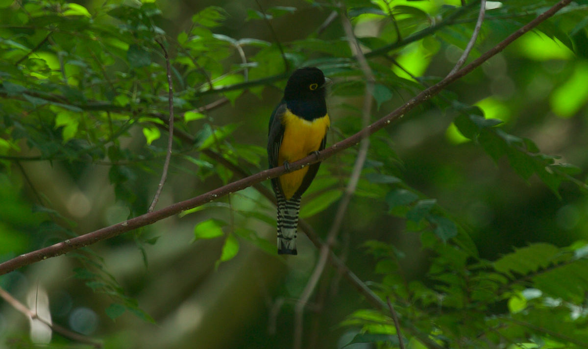 trogon podvazkový - ML639238635