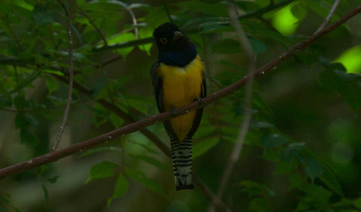 trogon podvazkový - ML639238638